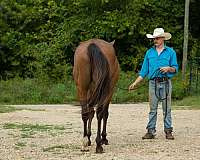 missouri-thoroughbred-horse