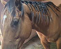 152hh-thoroughbred-horse