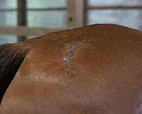 scar-on-back-right-flank