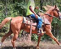 all-around-mar-horse