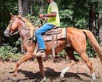 143-hands-mare