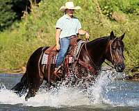 athletic-quarter-horse