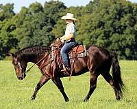 beginner-quarter-horse