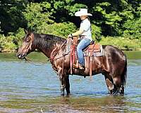 flashy-quarter-horse