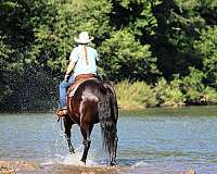 husband-safe-quarter-horse