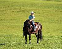 kid-safe-quarter-horse