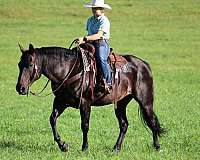ranch-quarter-horse