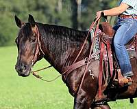 ranch-work-quarter-horse