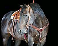 roping-quarter-horse