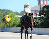 trail-quarter-horse