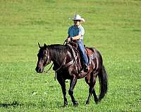 trail-riding-quarter-horse