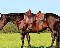 western-riding-quarter-horse