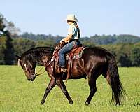 working-cattle-quarter-horse