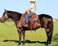 youth-quarter-horse