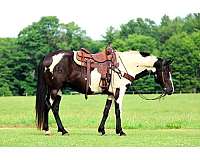 black-overo-white-strip-on-face-down-front-legs-horse