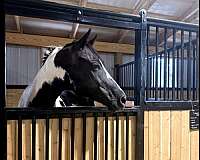 english-pleasure-paint-horse