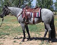 flashy-quarter-horse