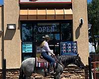 athletic-quarter-horse