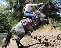 performance-quarter-horse