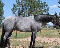 ranch-quarter-horse