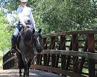 ranch-versatility-quarter-horse