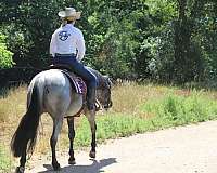 ranch-work-quarter-horse