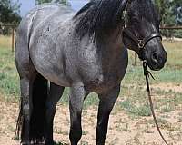 roping-quarter-horse