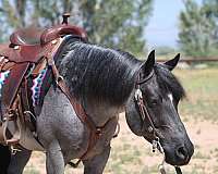 trail-riding-quarter-horse