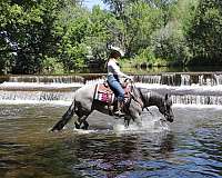 western-riding-quarter-horse
