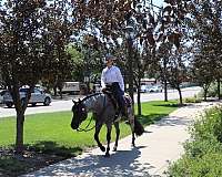 working-cattle-quarter-horse