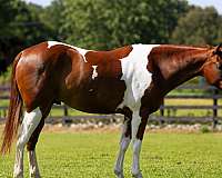performance-paint-pony