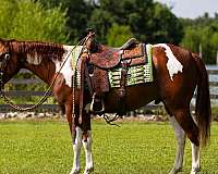 ranch-paint-pony