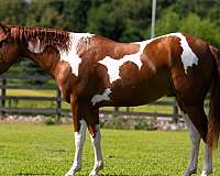 ranch-versatility-paint-pony
