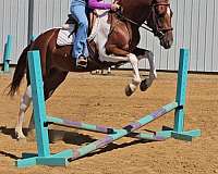 reining-paint-pony
