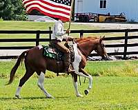 ridden-english-paint-pony