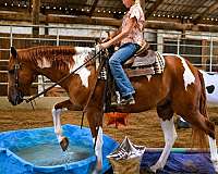 roping-paint-pony