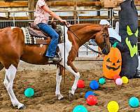 show-paint-pony