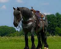 athletic-draft-horse