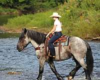 cross-draft-horse