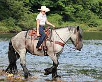 draft-horse