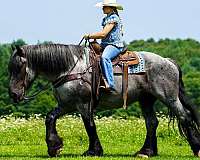 flashy-draft-horse
