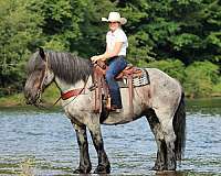 kid-safe-draft-horse