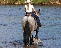 parade-draft-horse