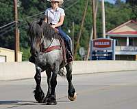 ranch-draft-horse