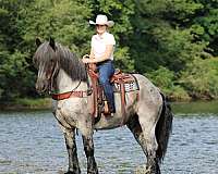 ranch-work-draft-horse