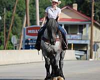 ridden-english-draft-horse