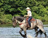 ridden-western-draft-horse