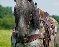 show-draft-horse