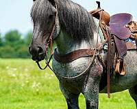 trail-draft-horse