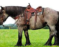 trail-riding-draft-horse